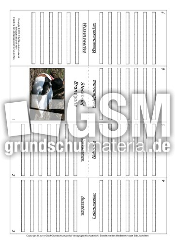 Faltbuch-Brandgans.pdf
